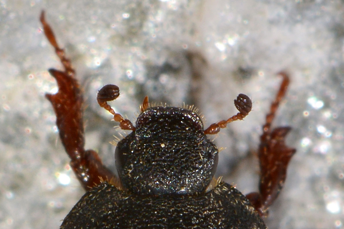 Hoplia sp., Rutelidae